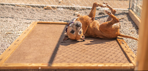 Pet of the week: 8-year-old mix named Twix