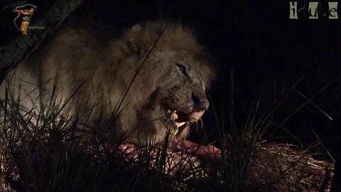 Lions Eat Impala