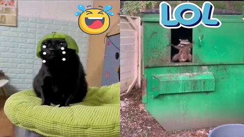Furry Funnies: The Best Animal Comedy Clips