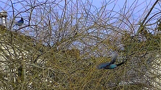 IECV NV #753 - 👀 Stellar Jays 🐦🐦 In The Weeping Willow Tree Out Back 2-27-2019