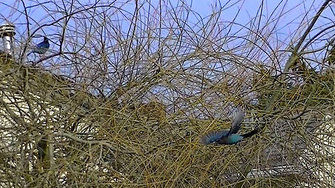 IECV NV #753 - 👀 Stellar Jays 🐦🐦 In The Weeping Willow Tree Out Back 2-27-2019