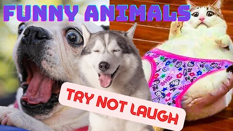 Funny Animal Video 2022 - Funniest Cats and Dogs - Try Not Laugh Competition