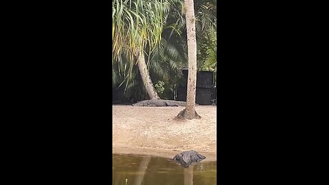 Big Alligators at Naples Zoo #Gator #Alligator #NaplesZoo #LiveStream #Naples #CaribbeanGardens