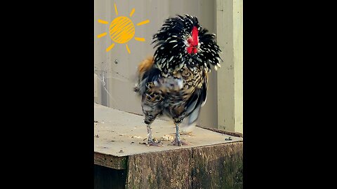 Frankie the Colorful Banny Rooster 🐓 Mini but mighty!