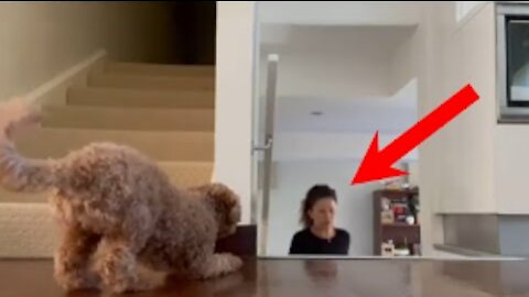 Clever Toy Poodle Jump-Scares Owner Every Time
