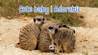 Best Cuteness Overload with Baby Animals Get Silly | Naturally Adorable Nurtured by Nature