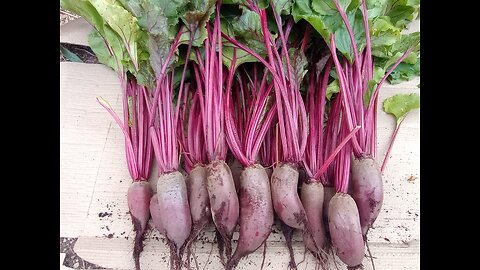 BEETS: How to Store; How to Collect Seed; How to Dry