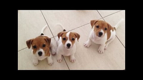 Cute Puppies Doing Funny Things