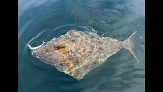 Big Halibut