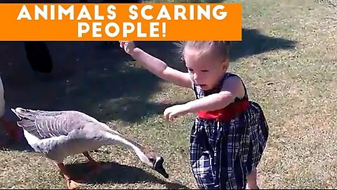 Funniest Animals Scaring People Reactions of 2017 Weekly Compilation | Funny Pet Videos
