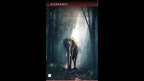 Elephants 4k videos