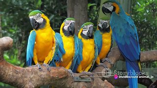 Papua's Parrots: Indonesia's Colorful Avian Spectacle