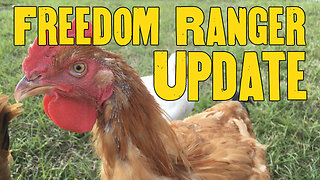 Home hatched Freedom Rangers - where are they now?