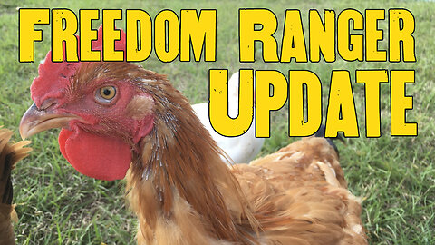 Home hatched Freedom Rangers - where are they now?