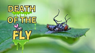 Death of the Fly