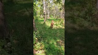 dog prancing through a tree farm.