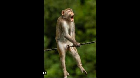 Funny monkey tricks 🤣