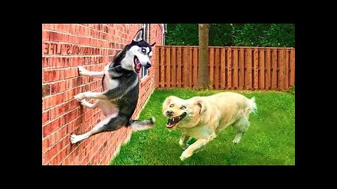 Funniest Animals Video, Funny Dogs and Cats, Try Not To Laugh Animals