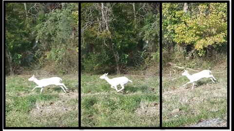 100% Albino deer spotted in Southern Illinois Nov 2021-Shawnee National forest