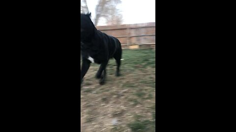 Franco my +200lb cane corso sounding like a lion