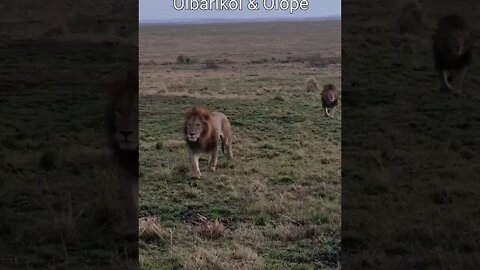 Maasai Mara Sightings Today 07/08/21 (Lions, Cheetah, Buffalo, etc) | Zebra Plains | #shorts
