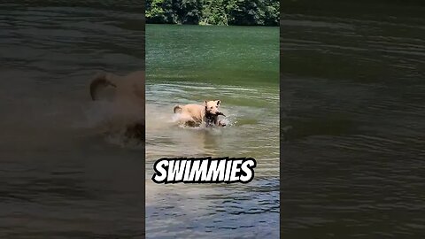 Swimmies are fun! #chesapeakebayretriever #waterdogs