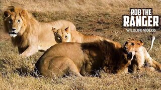 Big Lion Breaks Spine Of Younger Male | Explanation | Maasai Mara/Zebra Plains