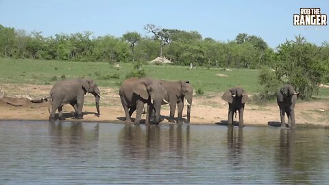 Thirsty Elephant Bulls At South African Watering Hole