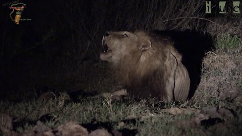 African Lion Roars Powerfully Into The Night