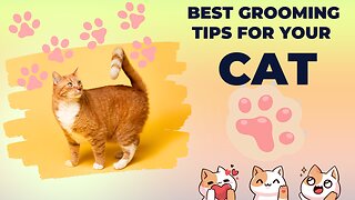 Best grooming tips for your cat