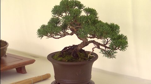 Bonsai bonanza at the Lynden Sculpture Garden this weekend