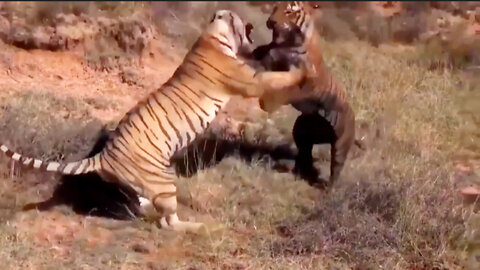 Bloody fight of an adult tiger