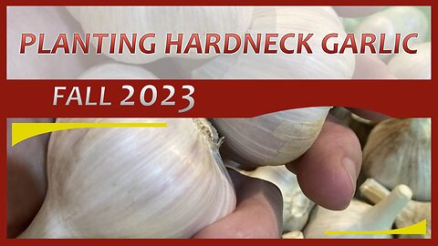 2023 Fall Garlic Planting - 1,158 Cloves