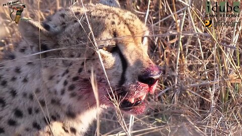 Endangered Cheetah Has To Be Alert Whilst Feeding