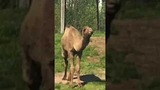 A camel having a munch