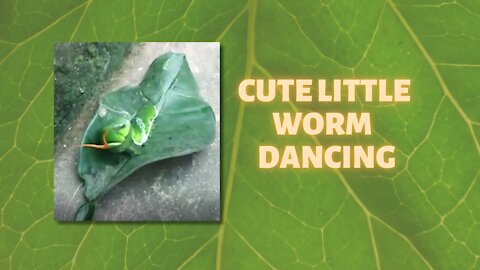 [fun] little worm is dancing super cute