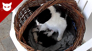 Kittens a Few Hours Old