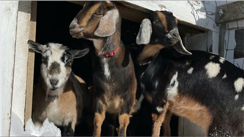 Dozens of baby goats - kids - jumping, yelling and playing | HD footage