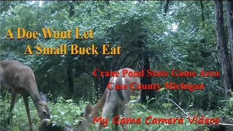 A Doe wont let a small Buck eat