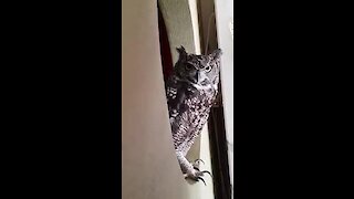 Amazing pet owl sings along with its owner