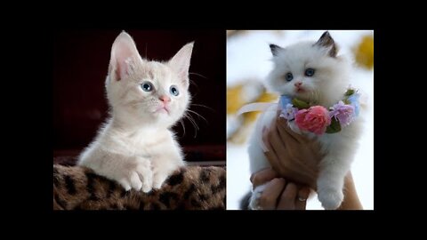 Baby Cats Funny and Cute Baby Cat Videos Cute Cat Videos| Baby Cute Cat Videos| #11 2022