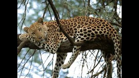 South africa forest leopard🐆