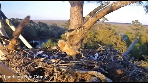 Mom Brings Back The Anhinga Leftovers 🦉 4/8/22 19:18