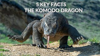 The Ecological Marvel of Komodo Dragons: Insights into Island Gigantism 5 Key Facts #komododragon