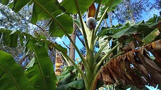 Banana trees have a bunch of banana's starting, 28/06/2020