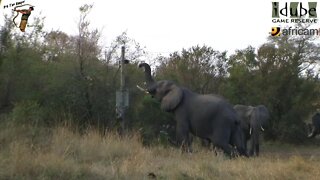 Elephant Herd Investigates Webcam Equipment