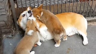 Puppies Adorably Attack A Playful Corgi