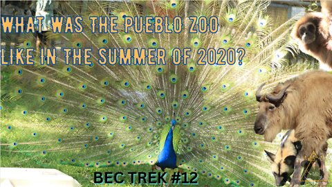 What Was The Pueblo Zoo Like In The Summer Of 2020? | BEC TREK Episode 12