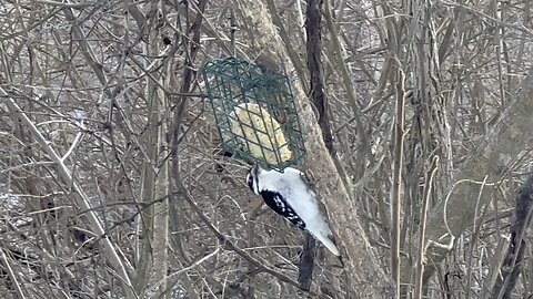 Hairy Wood Pecker