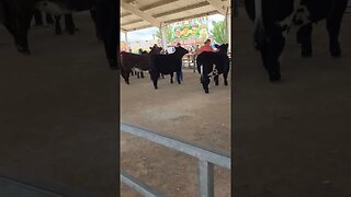 Which Cow is the best ?